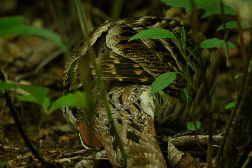 ヤマドリ / Copper Pheasant