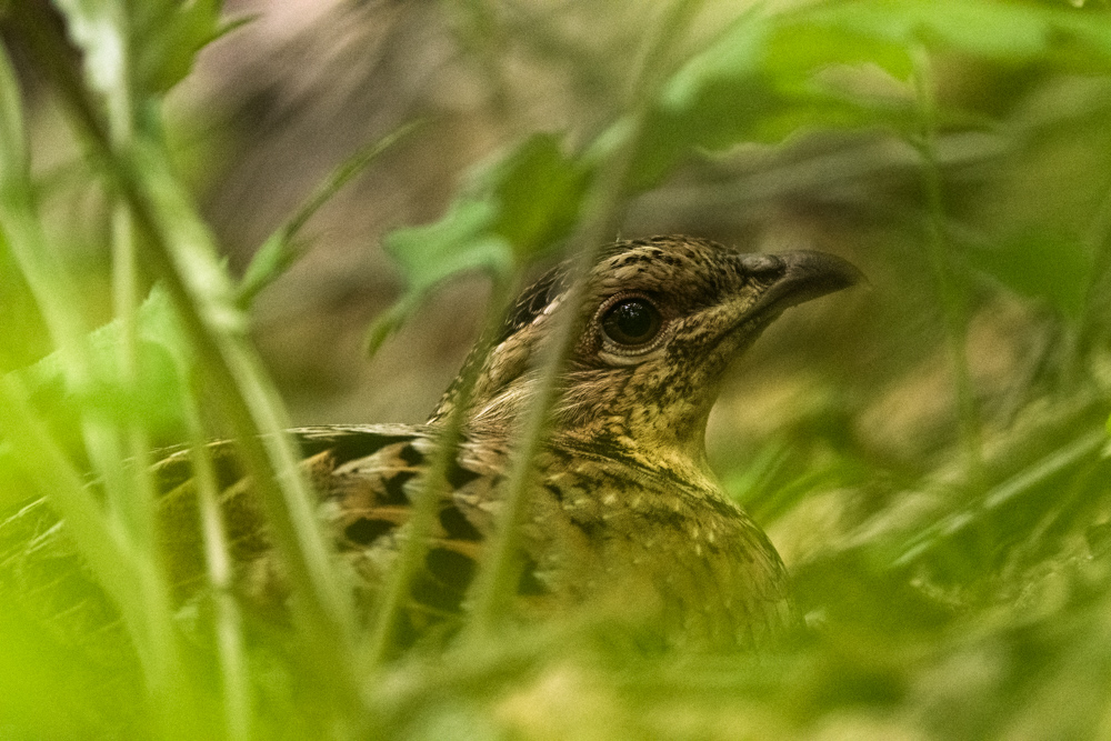 ヤマドリのメス female Copper Pheasant