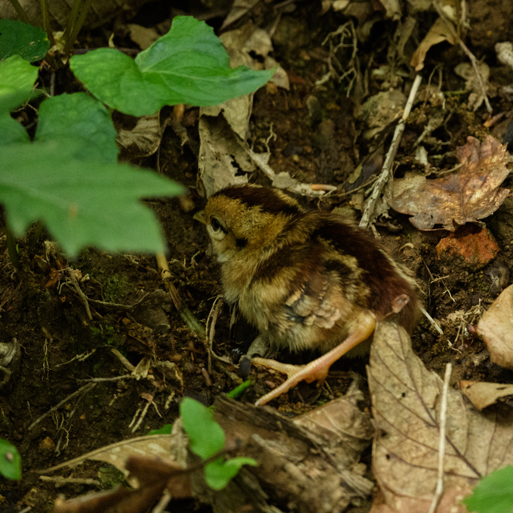 ヤマドリのヒナ / juvenile Copper Pheasant