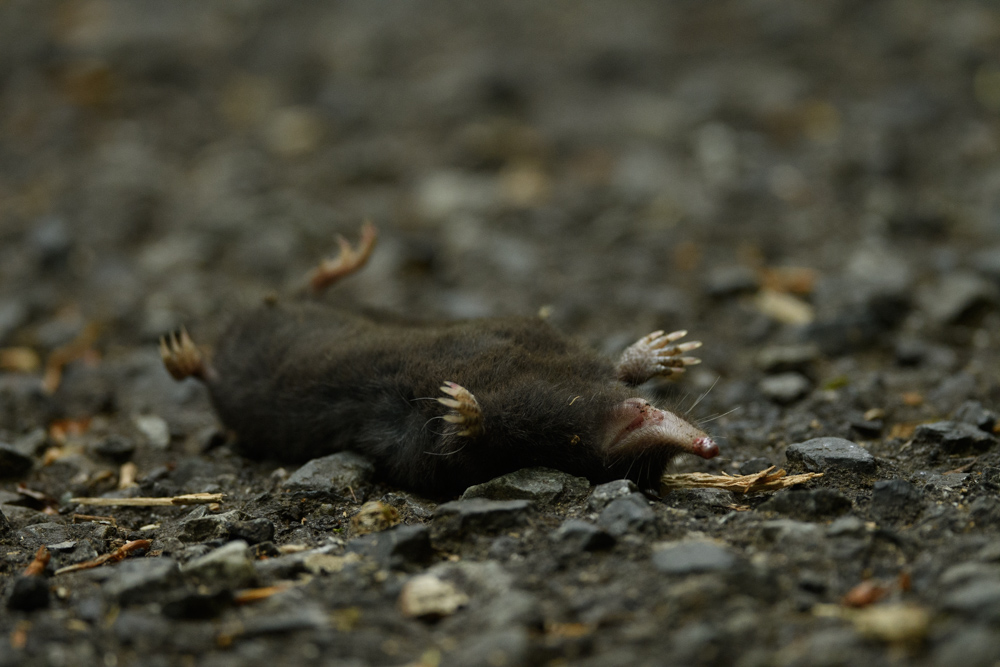 モグラの死骸 a dead mole