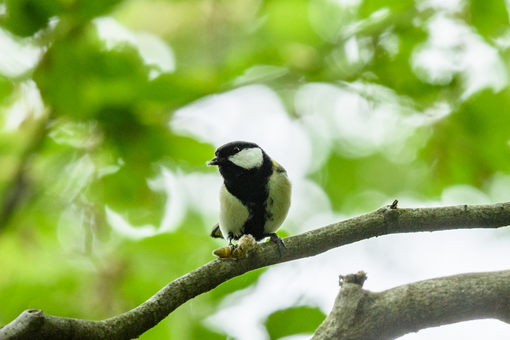 シジュウカラ / Japanese Tit