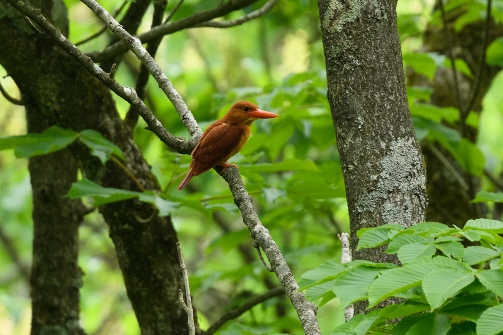 アカショウビン / Ruddy Kingfisher