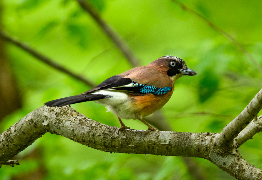 カケス / Eurasian Jay