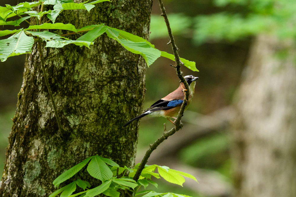 カケス / Eurasian Jay