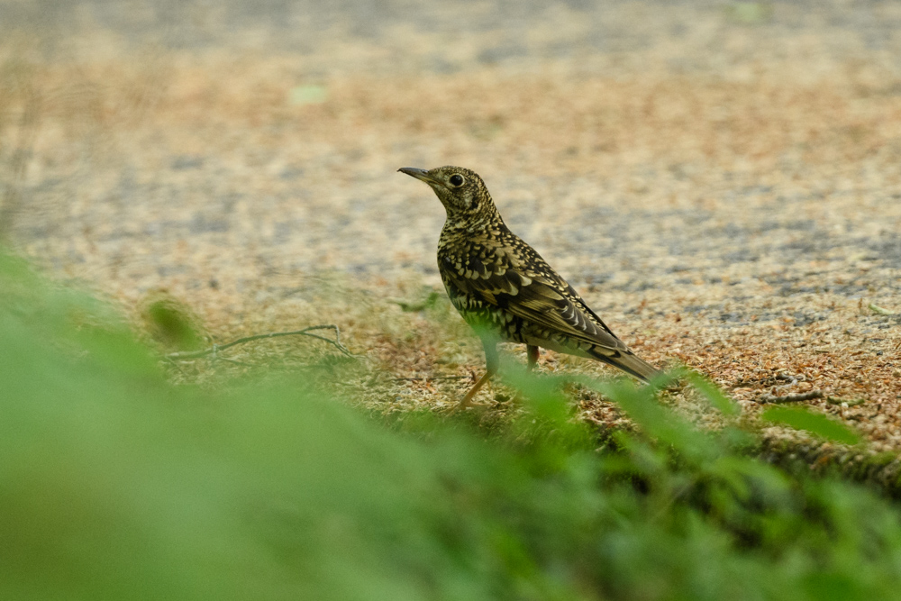 トラツグミ / White's Thrush