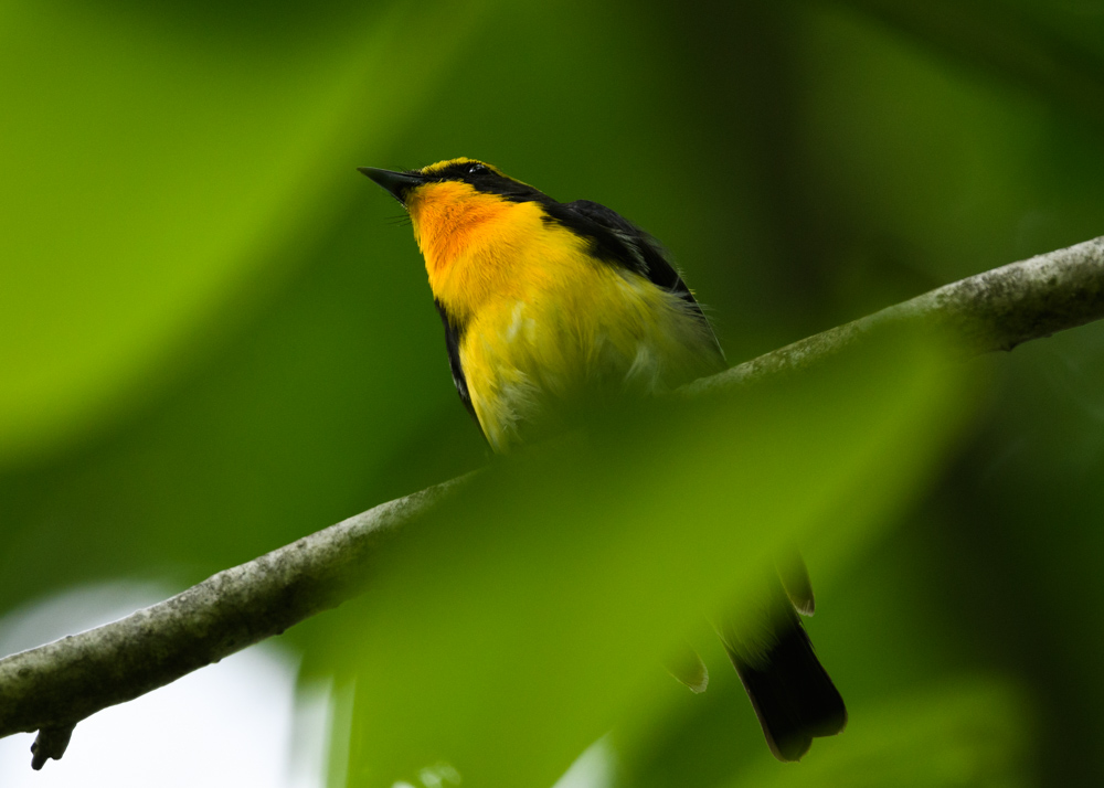 キビタキ / Narcissus Flycatcher