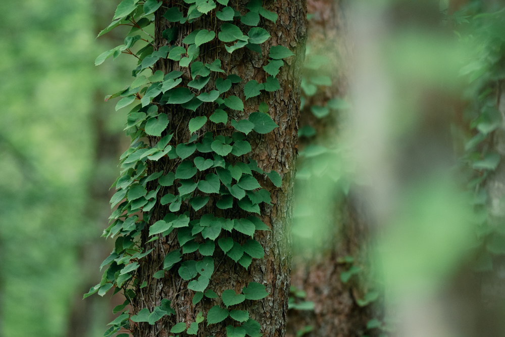 木とツタ a tree and ivy