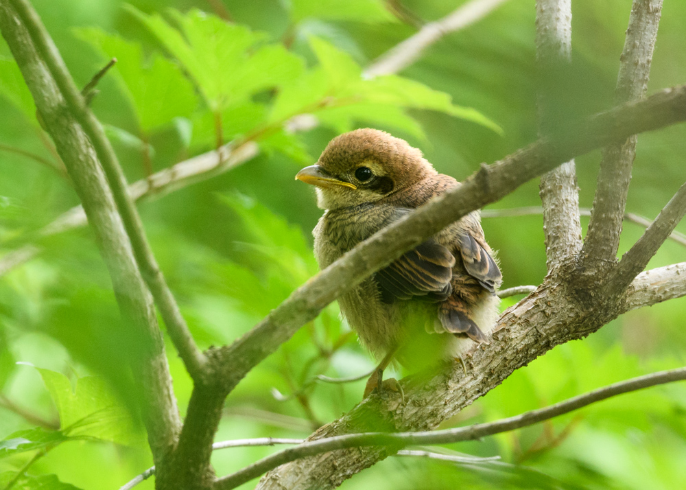 モズ / Bull-headed Shrike