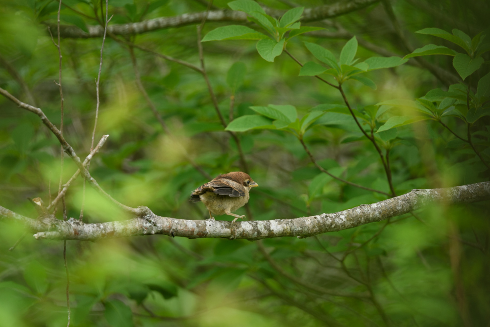 モズ / Bull-headed Shrike