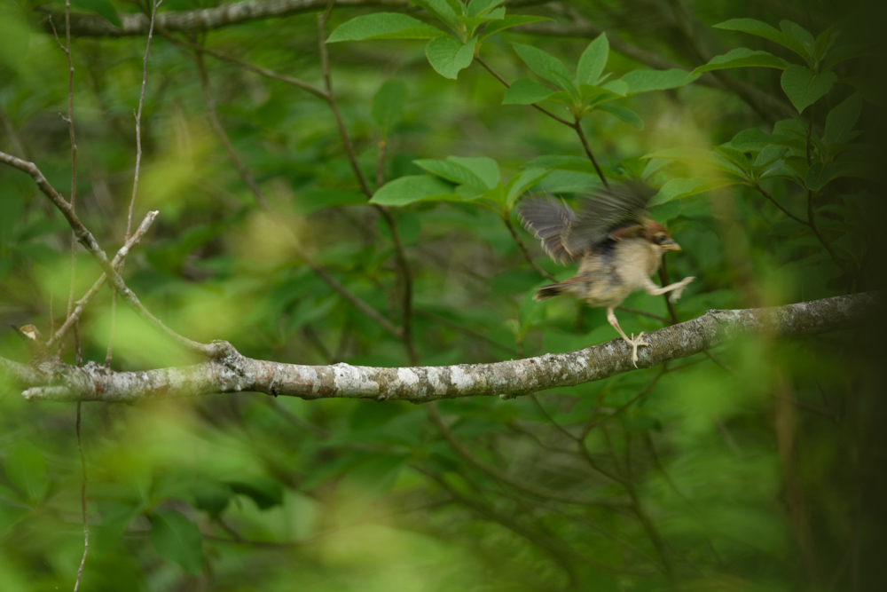 モズ / Bull-headed Shrike