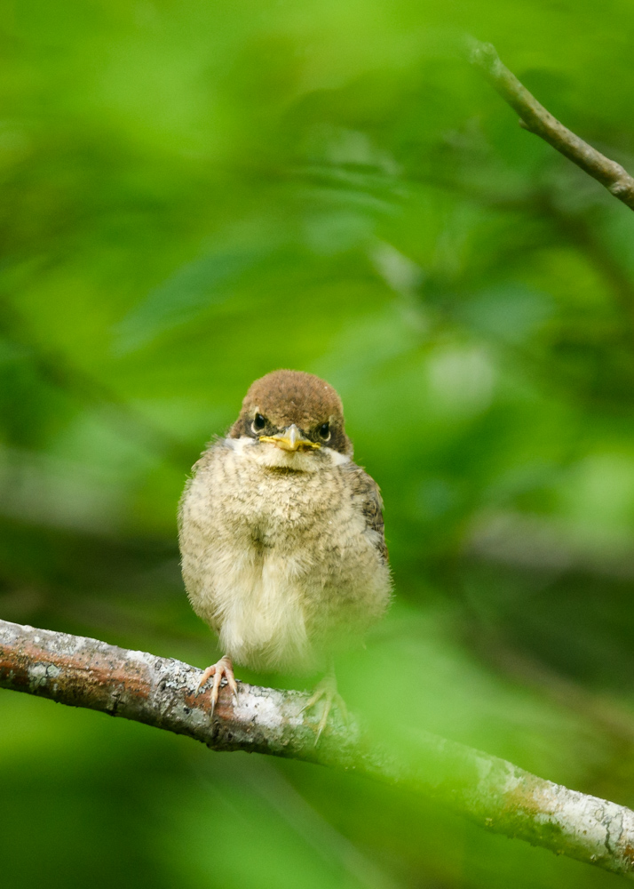 モズ / Bull-headed Shrike