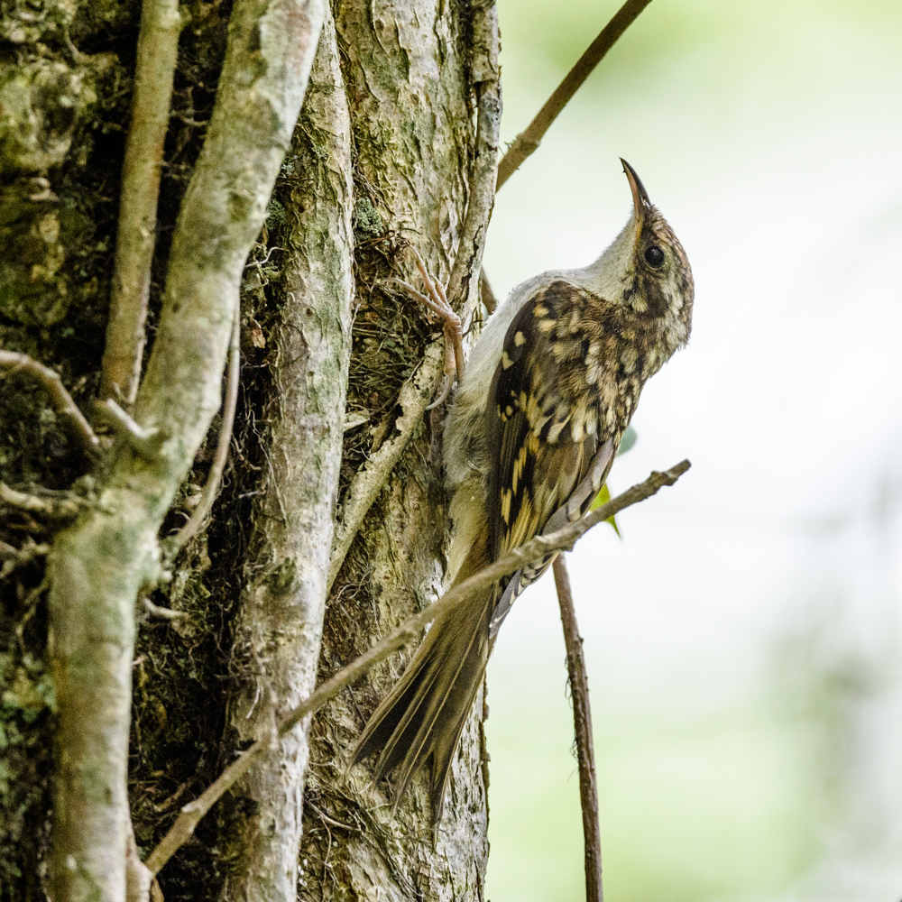 キバシリ / Eurasian Treecreeper