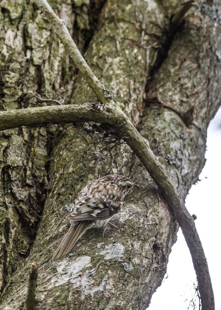 キバシリ / Eurasian Treecreeper