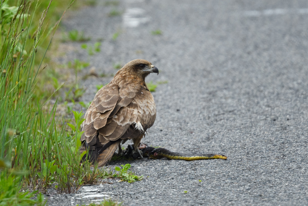 トビ Black Kite