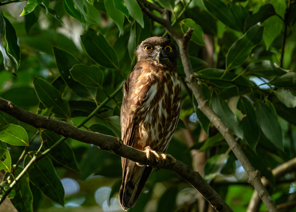 アオバズク / Brown Hawk-Owl