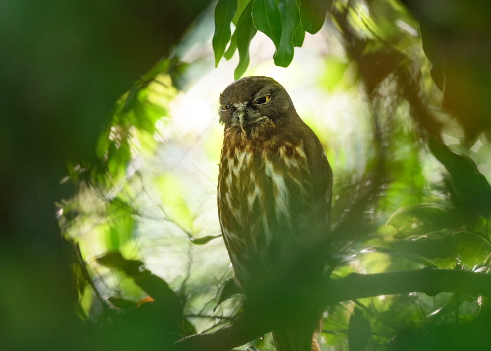 アオバズク / Brown Hawk-Owl