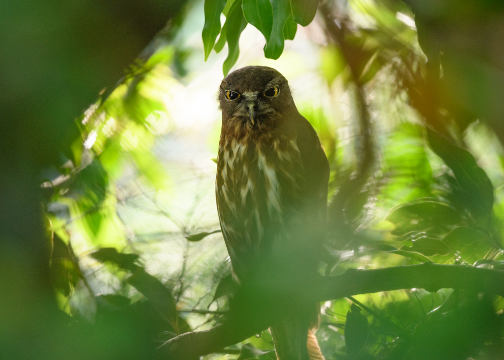 アオバズク / Brown Hawk-Owl