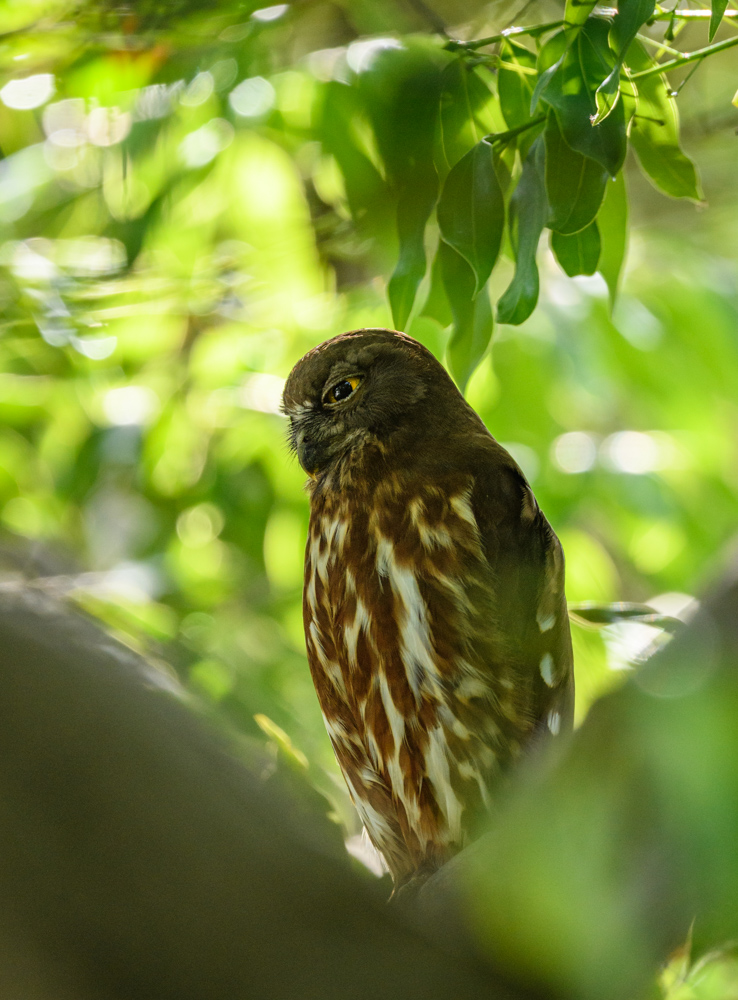 アオバズク / Brown Hawk-Owl