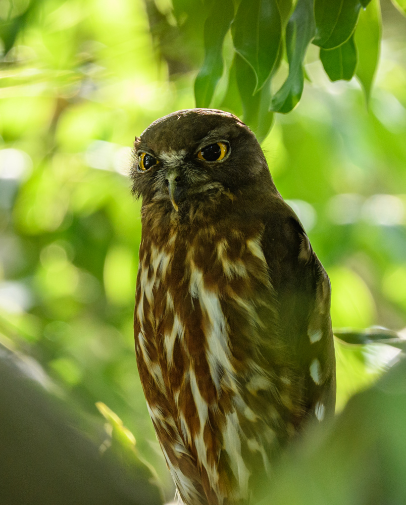 アオバズク / Brown Hawk-Owl