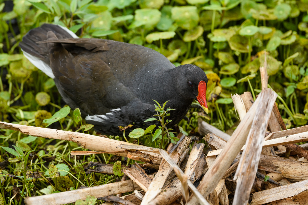 バン / Common Moorhen