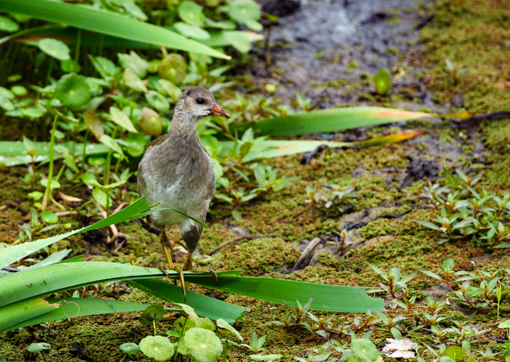 バン幼鳥 / Young Common Moorhen