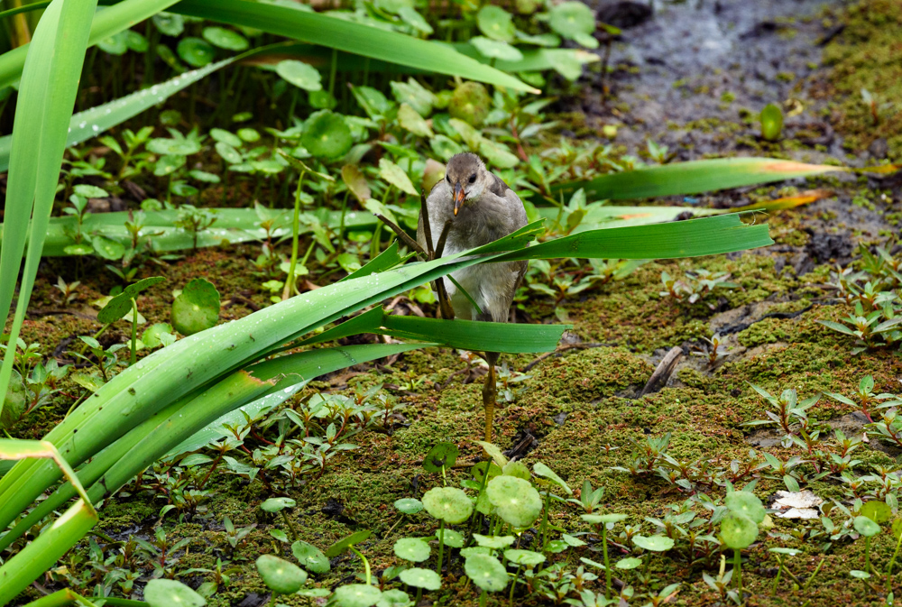 バン幼鳥 / Young Common Moorhen