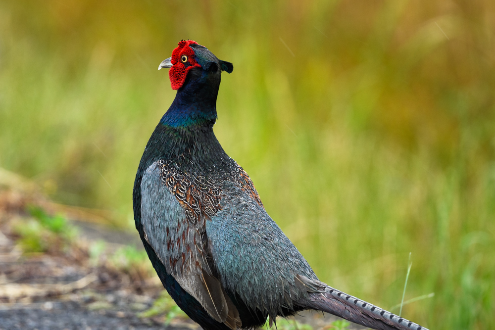 キジのオス male Common Pheasant