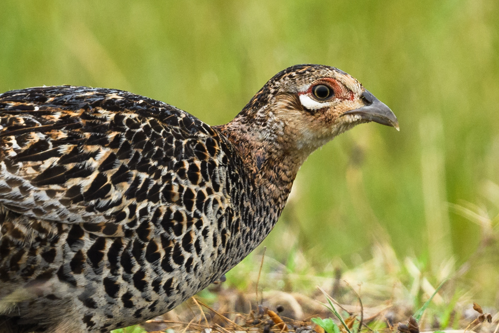 キジのメス female Common Pheasant