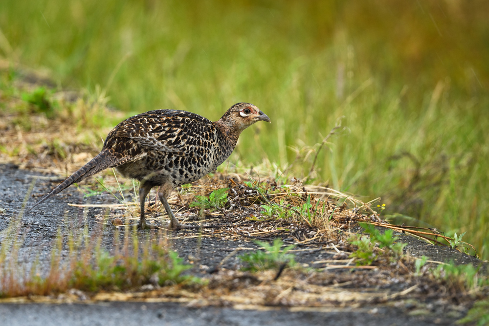 キジのメス female Common Pheasant