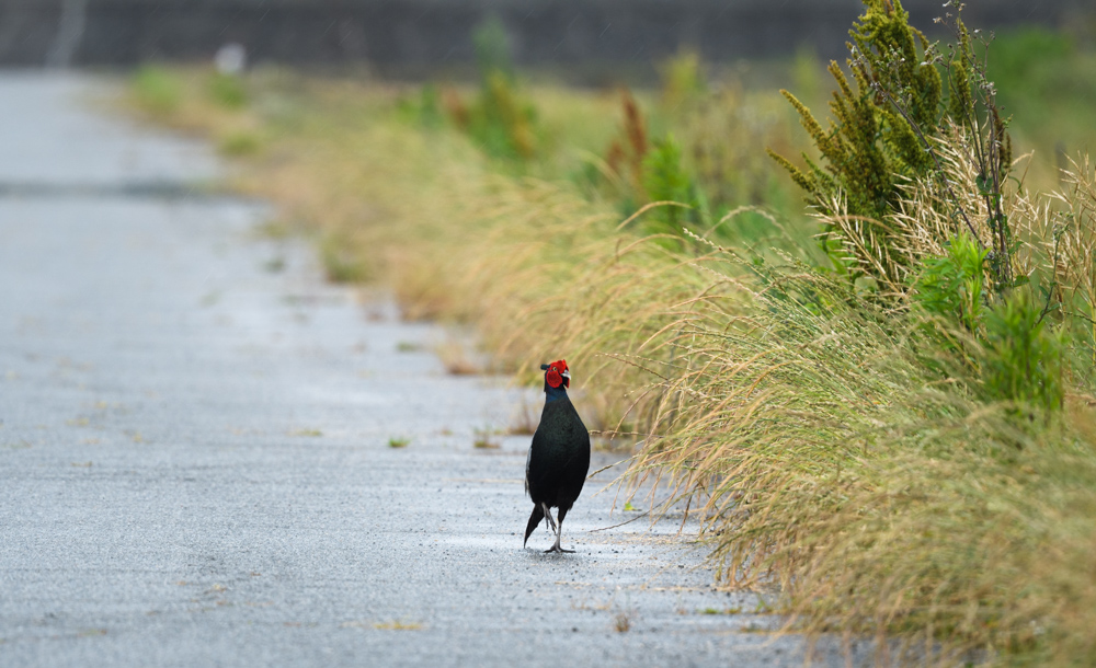 キジのオス male Common Pheasant