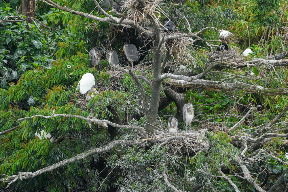 サギのコロニー / A colony of herons