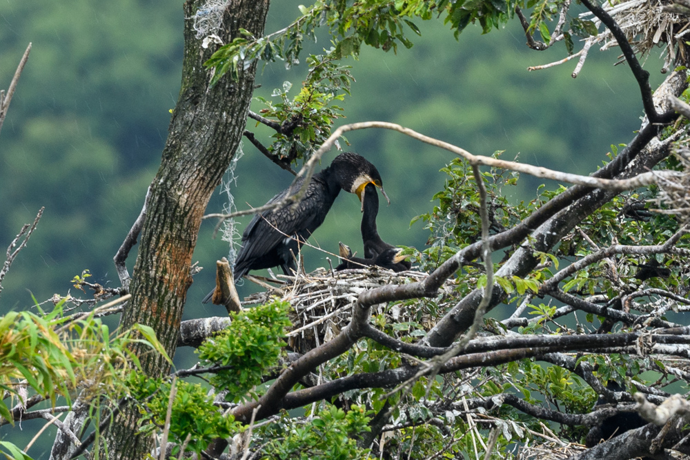 カワウ Great Cormorant