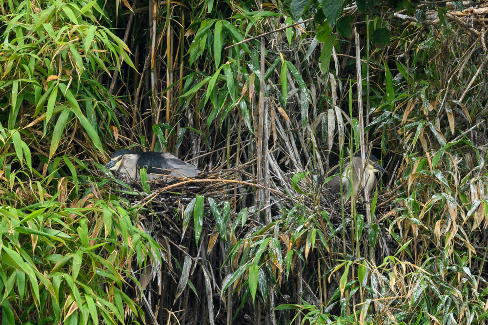 ゴイサギ / Black-crowned Night Heron