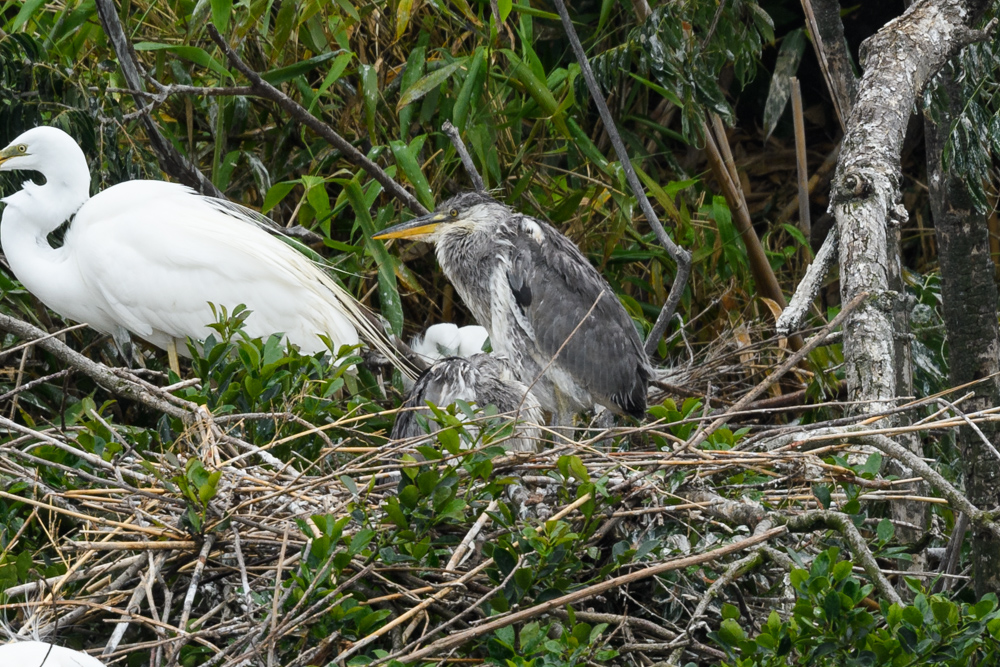 アオサギ幼鳥 / Young Grey Heron