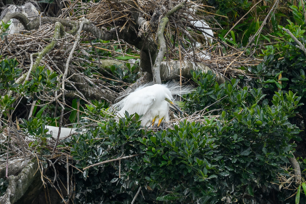 ダイサギ親子 / An adult and young Great Egret