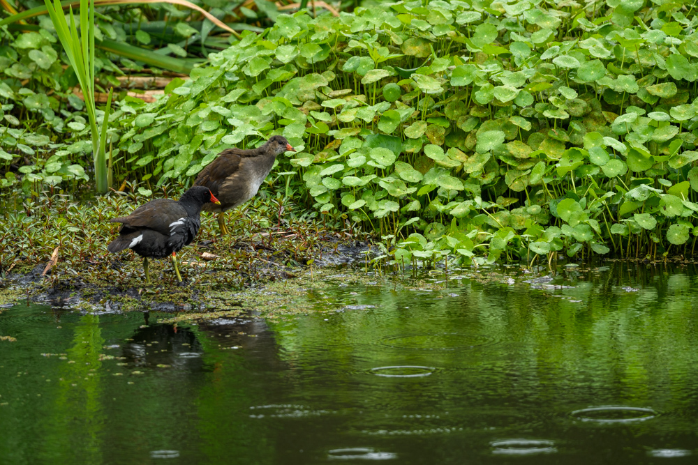 バン / Common Moorhen