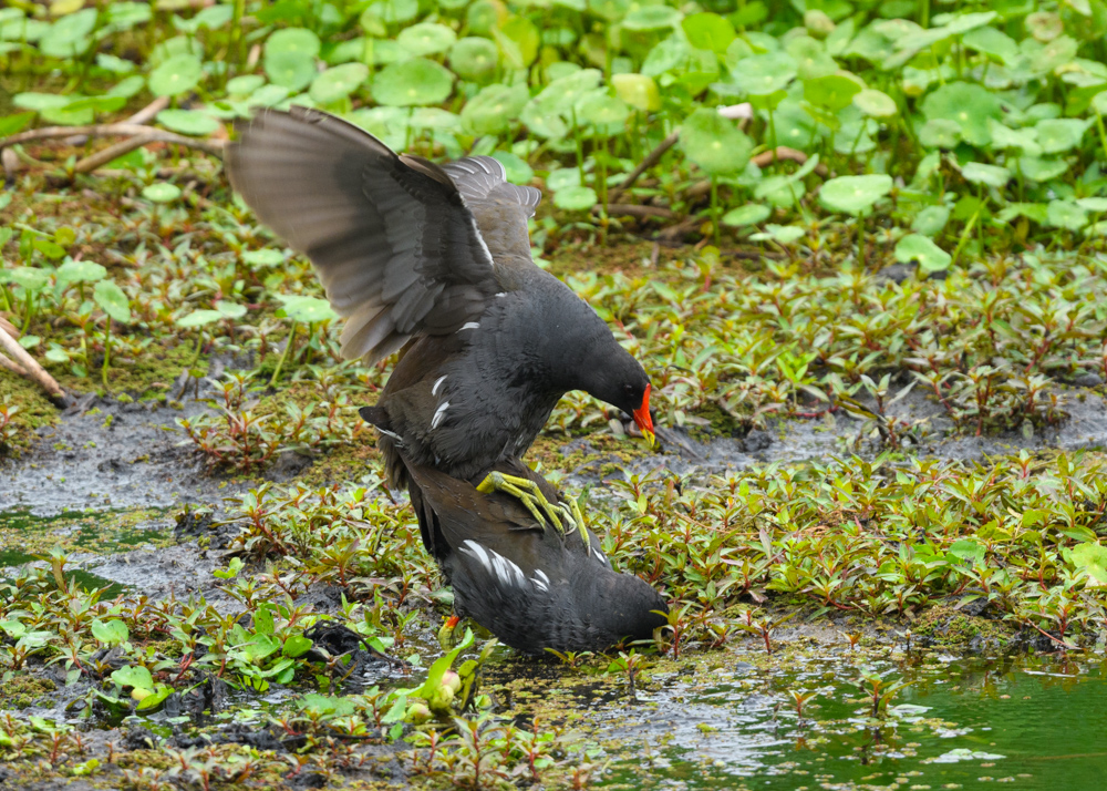 交尾中のバン / Mating Common Moorhens