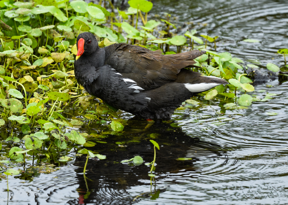 バン / Common Moorhen