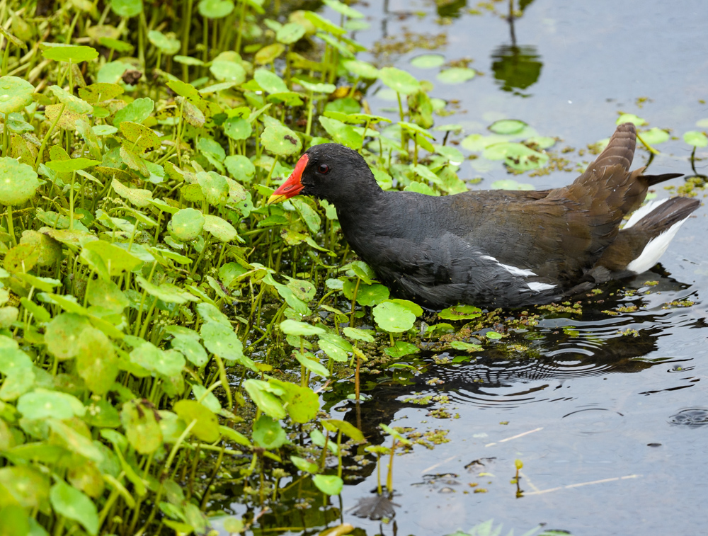 バン / Common Moorhen