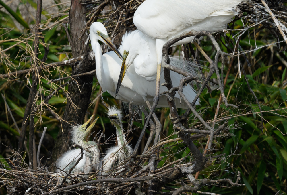 ダイサギの家族 / Great Egret family