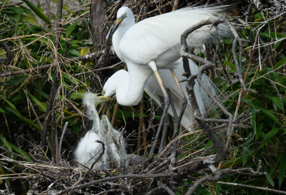 ダイサギの家族 / Great Egret family