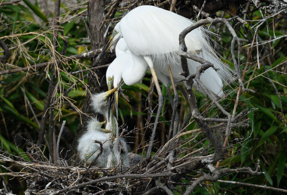 ダイサギの家族 / Great Egret family