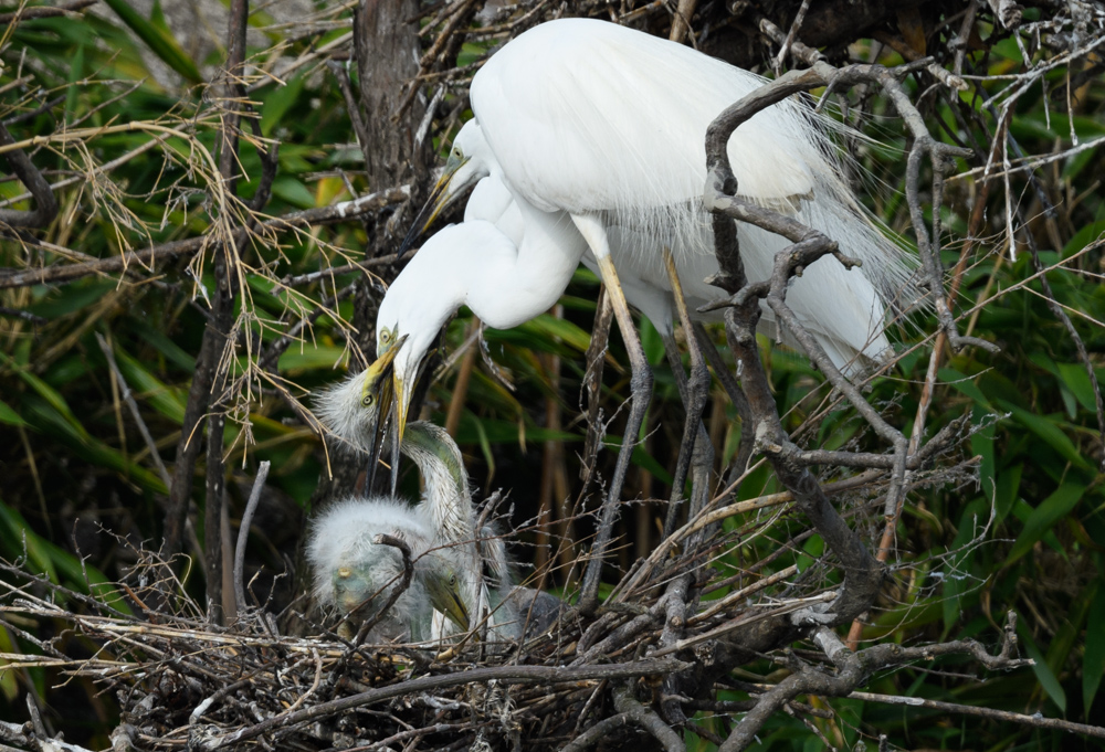 ダイサギの家族 / Great Egret family