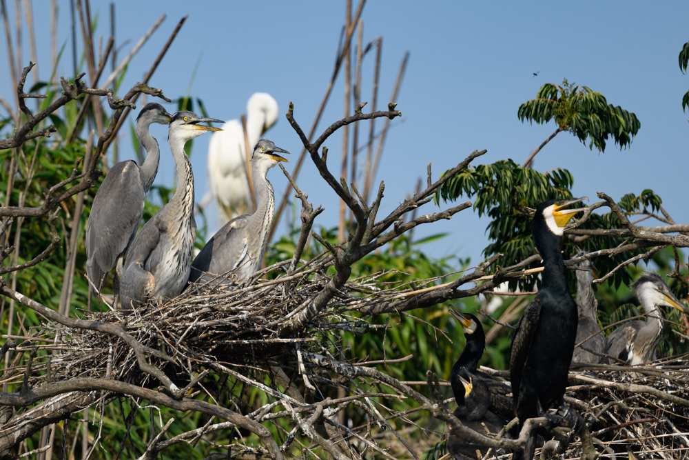 アオサギ幼鳥 / Juvenile Grey Herons