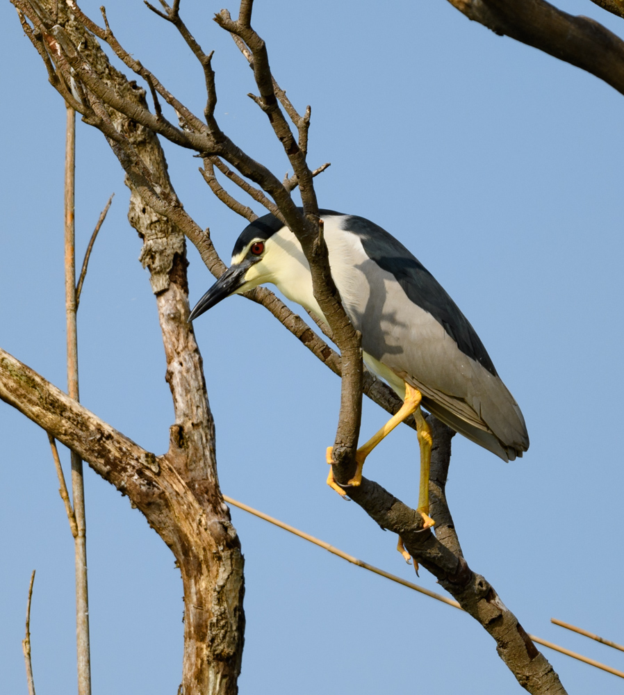 ゴイサギ / Black-crowned Night Heron