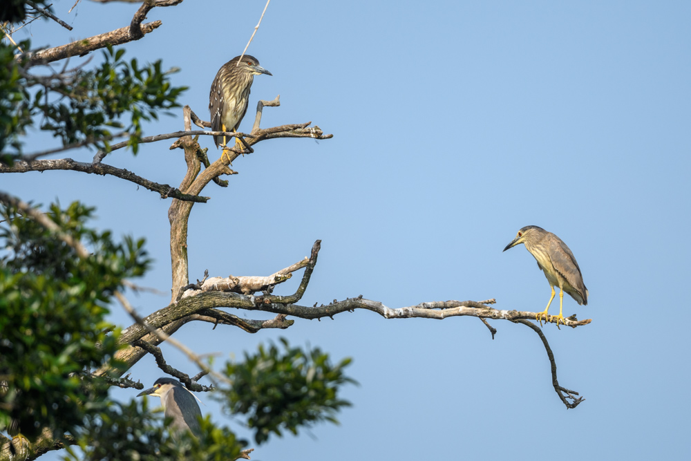 ゴイサギ / Black-crowned Night Heron