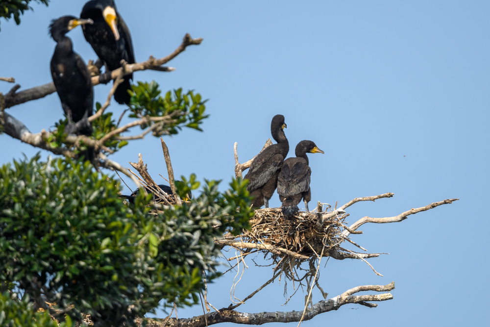 カワウ幼鳥 / Juvenile Great Cormorant