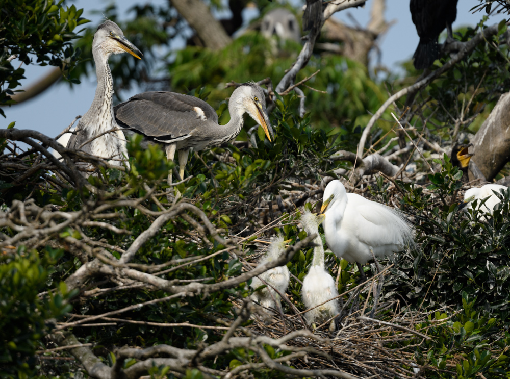 アオサギ幼鳥 / Juvenile Grey Heron