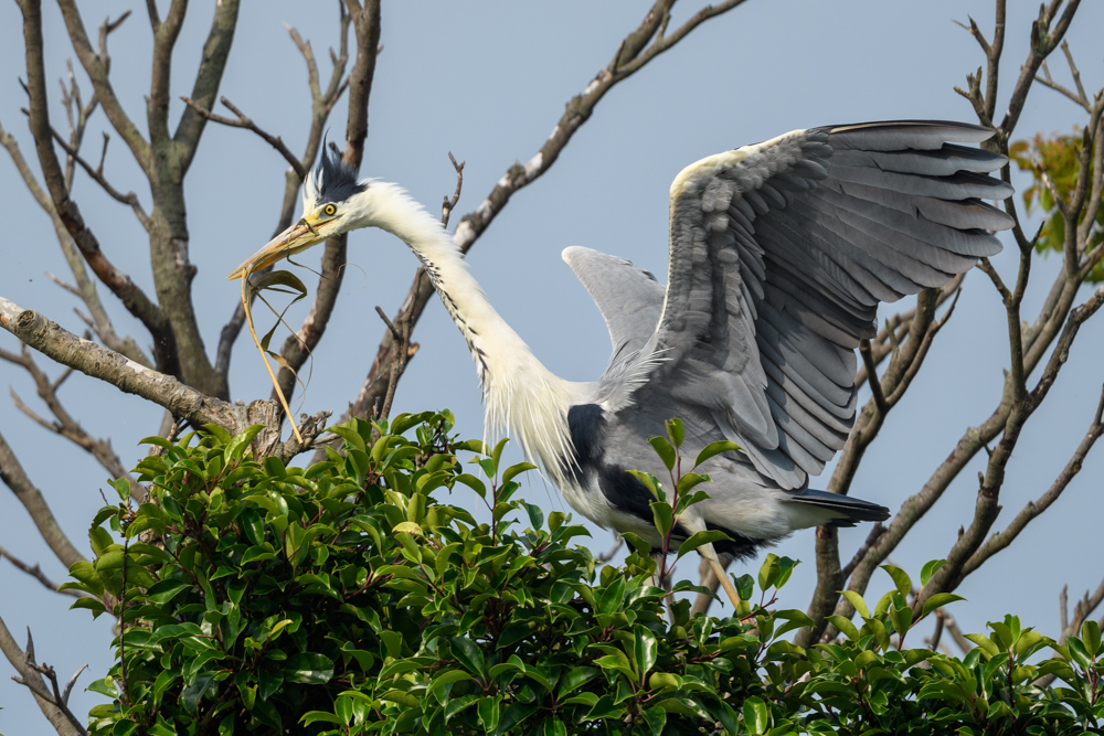 アオサギ Grey Heron