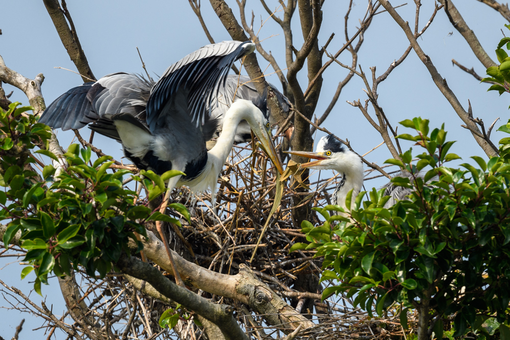 アオサギのペア A pair of Grey Herons